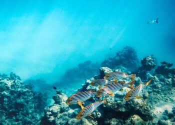 Les océans continuent de se réchauffer
