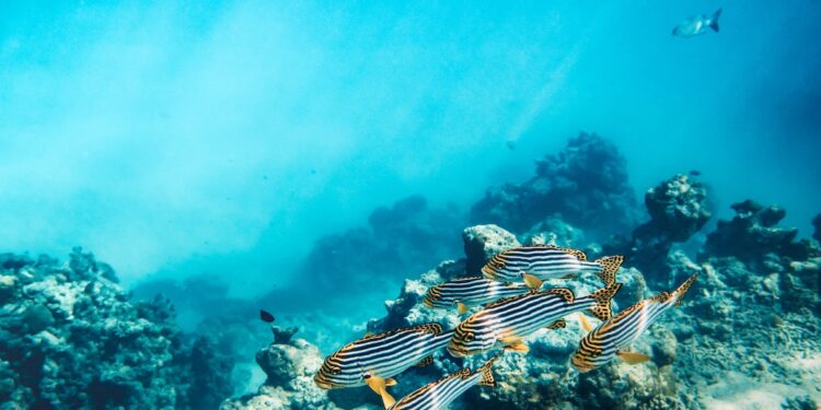 Les océans continuent de se réchauffer 1 - Le Progrès Egyptien