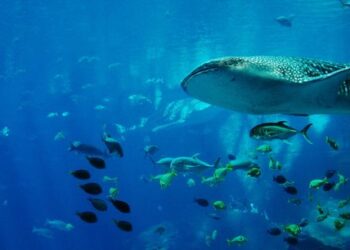 L’oxygène disparaît à grande vitesse des océans