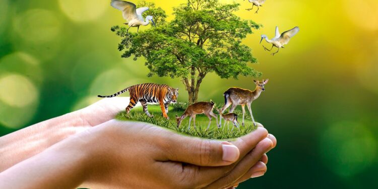 Grand intérêt aux questions écologiques 1 - Le Progrès Egyptien