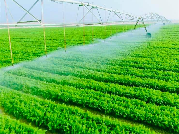 Le Président suit les projets agricoles 30 - Le Progrès Egyptien Le Président suit les projets agricoles 29 - Le Progrès Egyptien