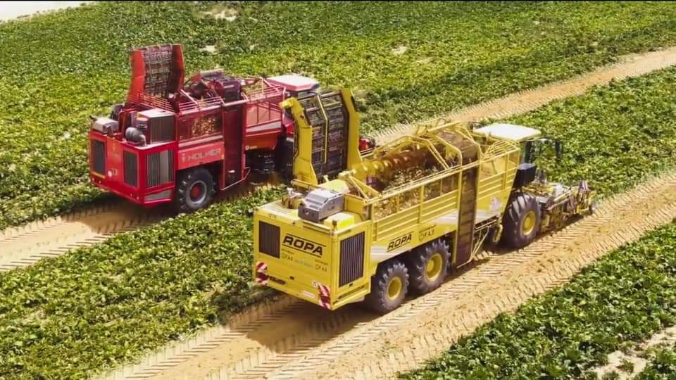 Le Président suit les projets agricoles 42 - Le Progrès Egyptien Le Président suit les projets agricoles 41 - Le Progrès Egyptien