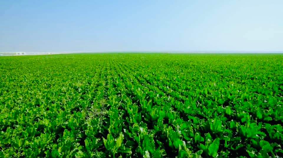 Le Président suit les projets agricoles 26 - Le Progrès Egyptien Le Président suit les projets agricoles 25 - Le Progrès Egyptien