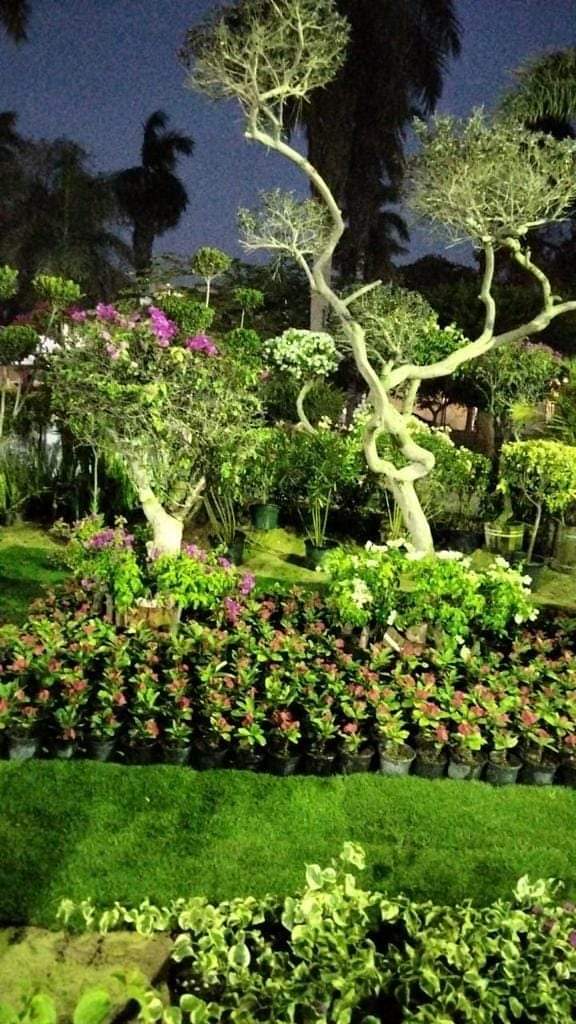 Inauguration de l'exposition des fleurs du printemps 6 - Le Progrès Egyptien Inauguration de l'exposition des fleurs du printemps 5 - Le Progrès Egyptien