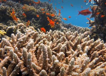 209 types des récifs coralliens ornent la Mer Rouge