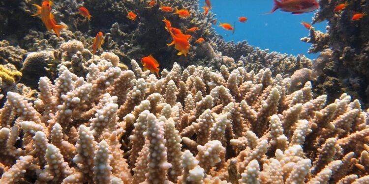 209 types des récifs coralliens ornent la Mer Rouge 1 - Le Progrès Egyptien