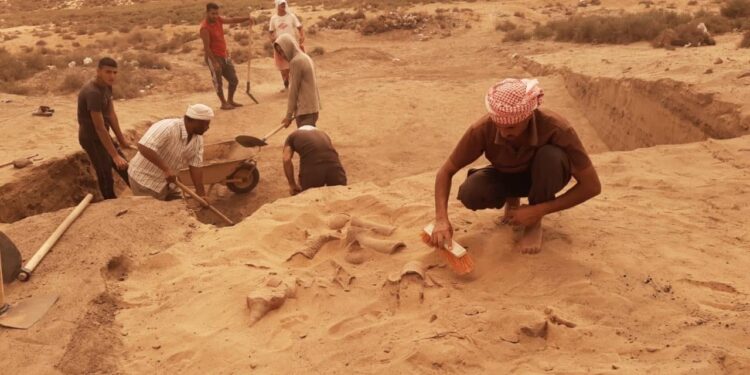 Découverte des amphores à Tell al-Maskhouta 2 - Le Progrès Egyptien Découverte des amphores à Tell al-Maskhouta 1 - Le Progrès Egyptien