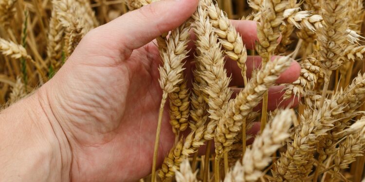 45 milliards de LE consacrés au blé et aux cultures stratégiques 1 - Le Progrès Egyptien