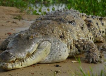 La vie en sursis du crocodile de l’Orénoque