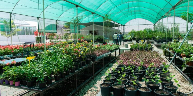 Warsan Nursery, Dubai. April 16,2019 photo by Ahmad Ardity