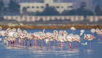 Port-Saïd : Célébration de la Journée des oiseaux migrateurs