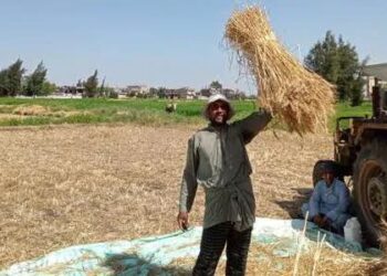 Blé : La moisson se poursuit
