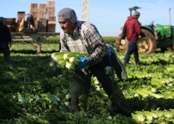 Travailleurs : Le secteur agricole a la part de lion