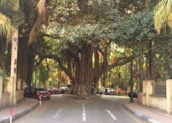 L’arbre Khédive qui orne la rue de Zamalek