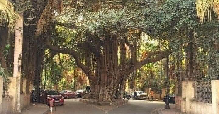 L'arbre Khédive qui orne la rue de Zamalek 1 - Le Progrès Egyptien