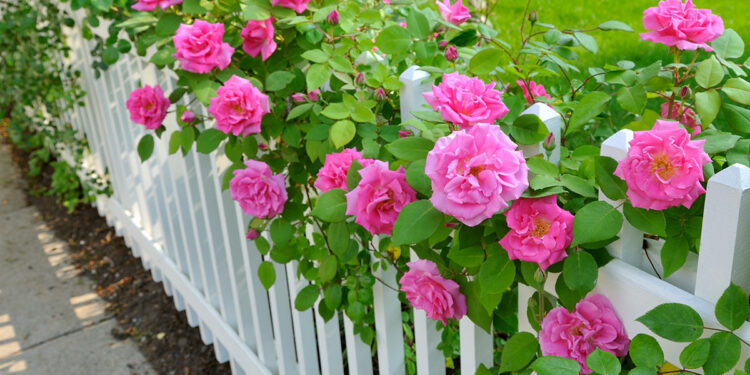 Eté : Des soins pour les roses 1 - Le Progrès Egyptien