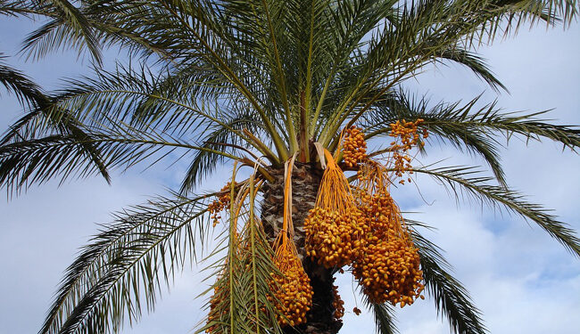 BERD : Soutien à la production de dattes 1 - Le Progrès Egyptien