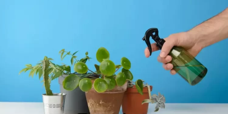 Trucs simples et bon marché pour arroser vos plantes d'intérieur 1 - Le Progrès Egyptien