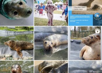 Seal Rescue Ireland, l’ONG qui sauve littéralement des bébés phoques