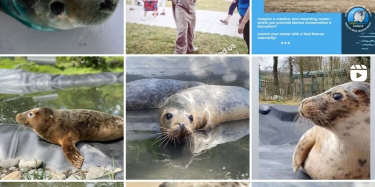 Seal Rescue Ireland, l'ONG qui sauve littéralement des bébés phoques 1 - Le Progrès Egyptien