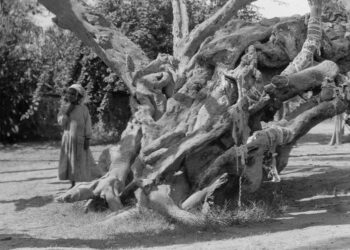 L’arbre de Mataréya où la Vierge a trouvé refuge