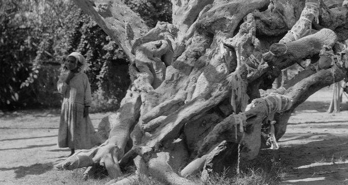 L'arbre de Mataréya où la Vierge a trouvé refuge 2 - Le Progrès Egyptien L'arbre de Mataréya où la Vierge a trouvé refuge 1 - Le Progrès Egyptien