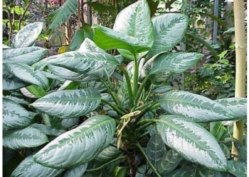 Les plantes, une arme verte antipollution ?!