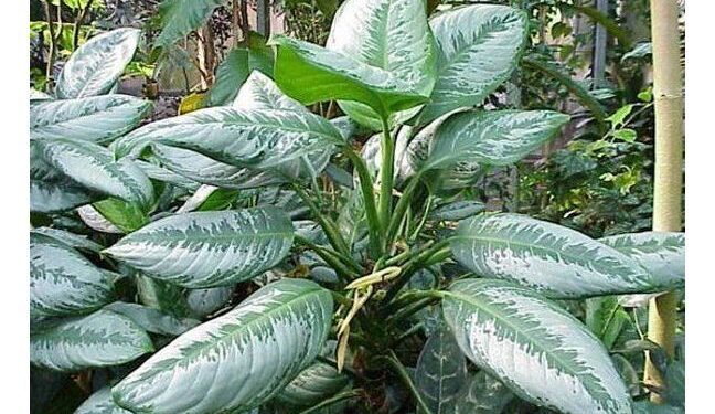Les plantes, une arme verte antipollution ?! 2 - Le Progrès Egyptien Les plantes, une arme verte antipollution ?! 1 - Le Progrès Egyptien