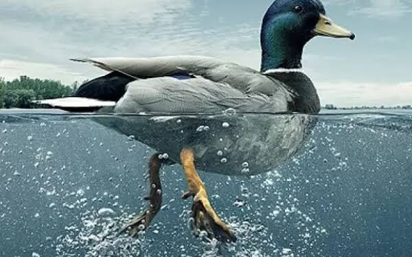 Un proverbe, une histoire 1 - Le Progrès Egyptien