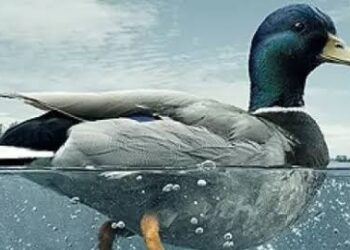 Un proverbe, une histoire