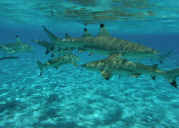 Etudier le comportement des requins