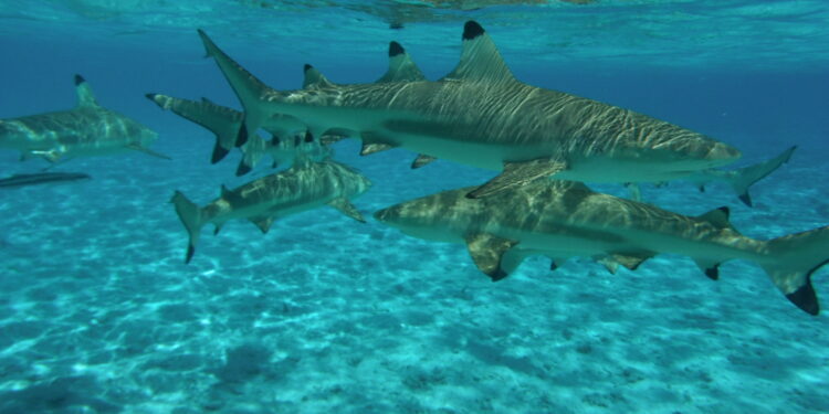 Etudier le comportement des requins 1 - Le Progrès Egyptien