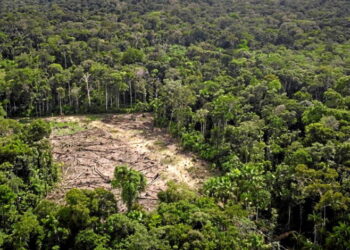 En Amazonie, la déforestation en recul depuis le début de l’année
