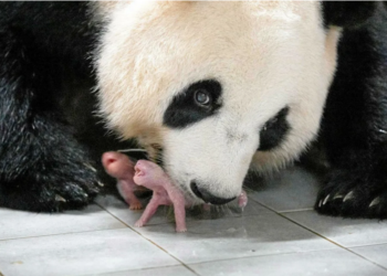 Corée du Sud : Naissance de jumeaux bébés pandas géants