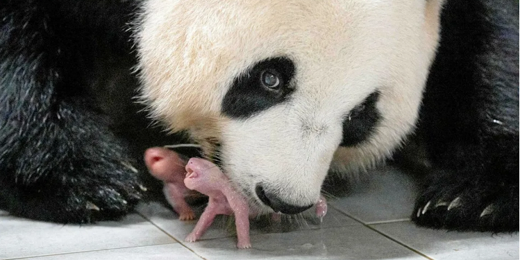 Corée du Sud : Naissance de jumeaux bébés pandas géants 1 - Le Progrès Egyptien