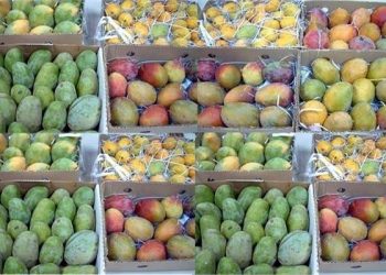 L’Egypte, 8e plus grand producteur de mangues