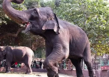 Coup de pinçeau au Zoo