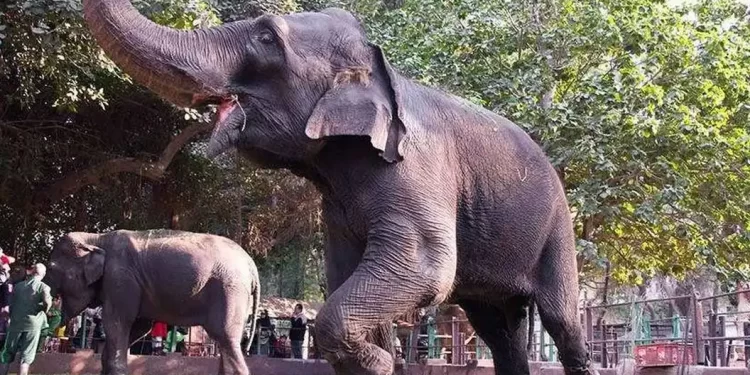 Coup de pinçeau au Zoo 2 - Le Progrès Egyptien Coup de pinçeau au Zoo 1 - Le Progrès Egyptien