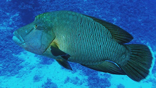 Espèces de Mer Rouge : Attention, pêche interdite ! 19 - Le Progrès Egyptien