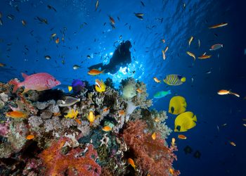 Vers des vacances amies de l’environnement 