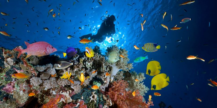 Vers des vacances amies de l’environnement  1 - Le Progrès Egyptien