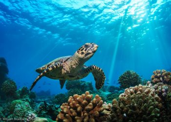 Des tortues marines menacées 