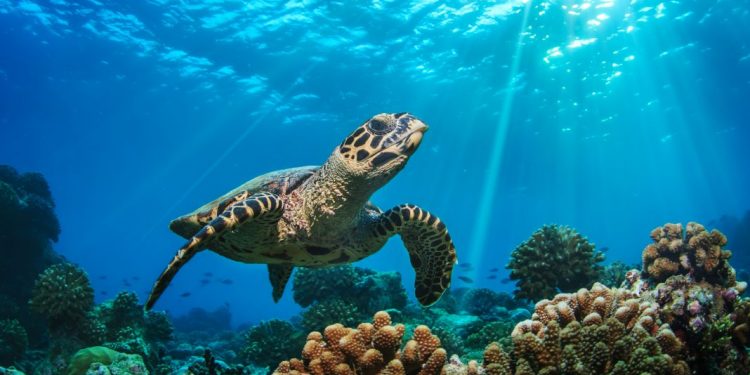 Des tortues marines menacées  1 - Le Progrès Egyptien