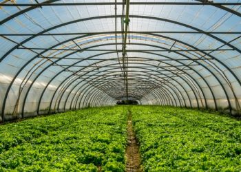 Les serres agricoles, un outil de sécurité alimentaire