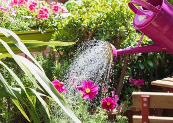 Jardinage : Astuces anti-chaleur