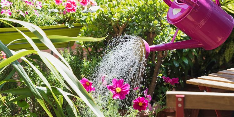 Jardinage : Astuces anti-chaleur 2 - Le Progrès Egyptien Jardinage : Astuces anti-chaleur 1 - Le Progrès Egyptien