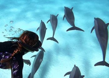 Nager avec les dauphins