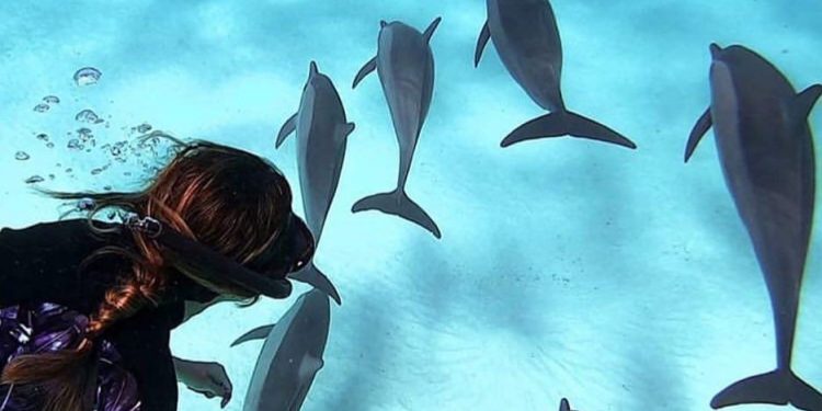 Nager avec les dauphins 2 - Le Progrès Egyptien Nager avec les dauphins 1 - Le Progrès Egyptien