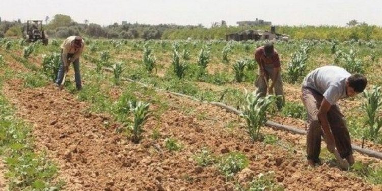 Extension de l’agriculture contractuelle 2 - Le Progrès Egyptien Extension de l’agriculture contractuelle 1 - Le Progrès Egyptien