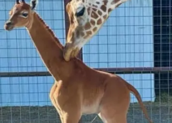 USA : Une girafe femelle naît sans tache